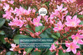 Indian Hawthorne Pink Dancer Cuttings - 7 Live 6" Flowering Shrubs, Evergreen, Fast-Growing, USDA Zones 7-11
