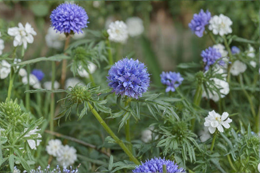 Globe Gilia – Gilia capitata, Native Annual Wildflower | Blue Flower Globes (100 Seeds)