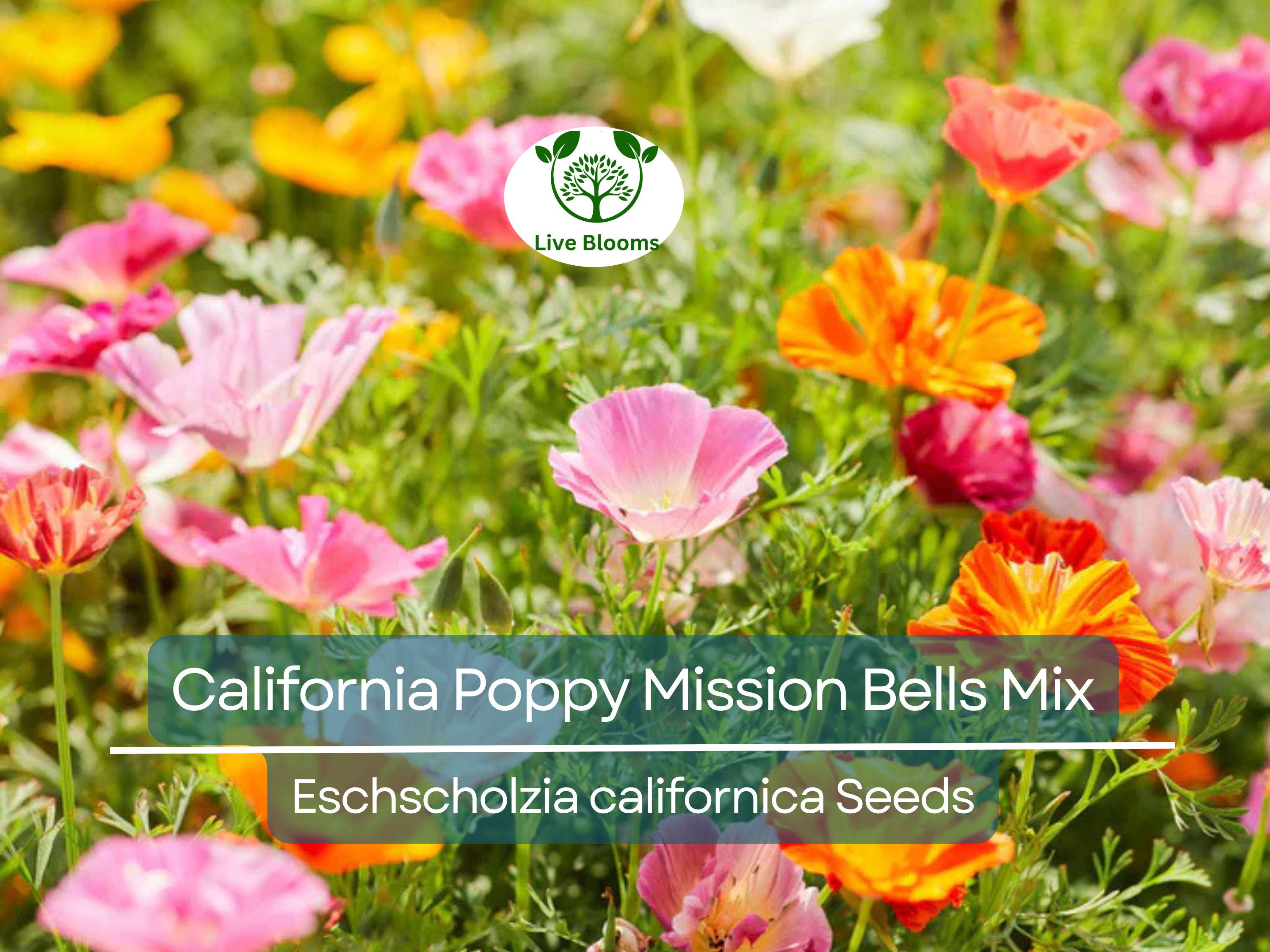 1000 Seeds California Poppy ‘Mission Bells Mix’ – Eschscholzia californica – Non-GMO Wildflower Blend – Brilliant Meadow Colors