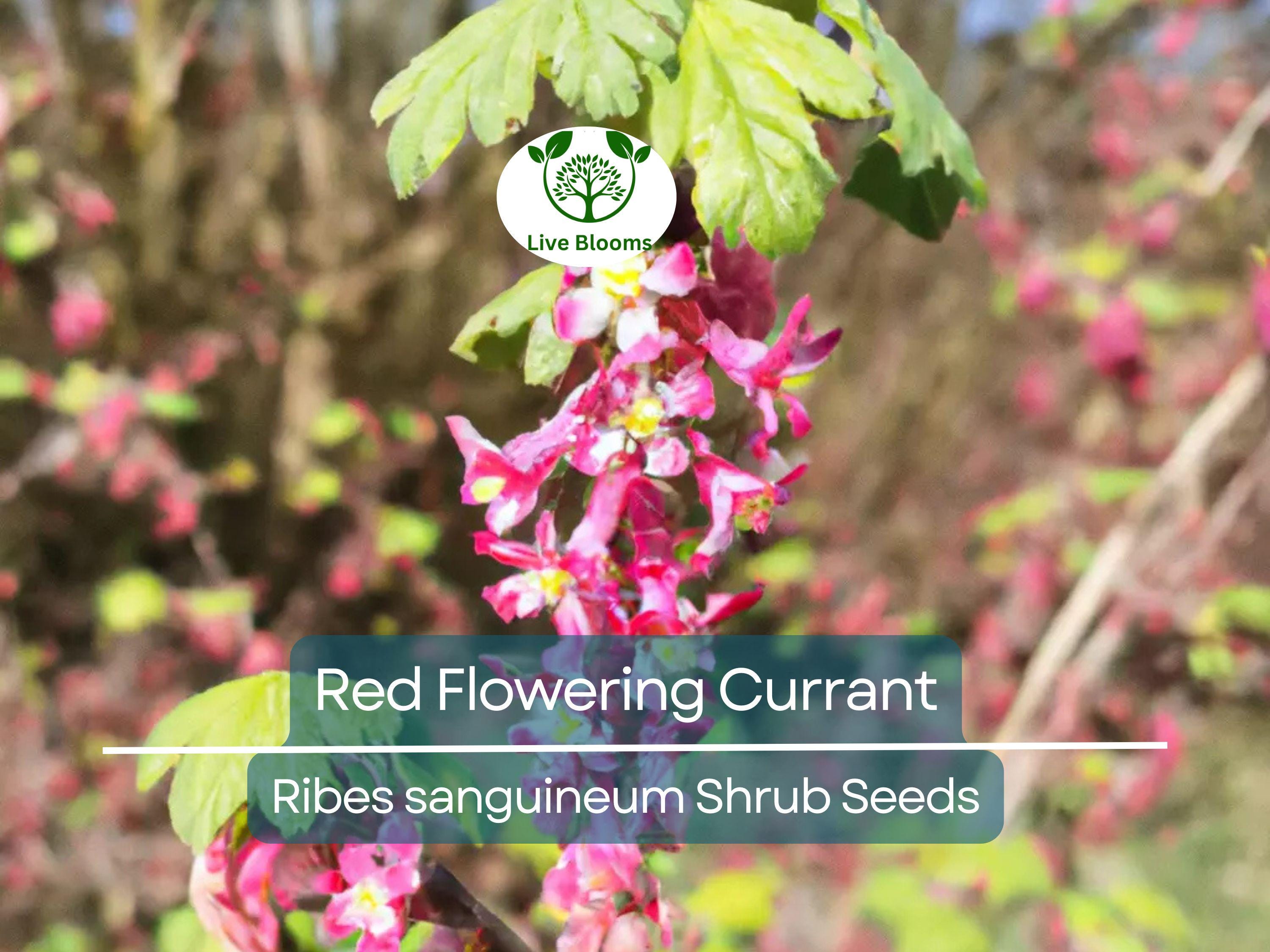 10 Red Flowering Currant Shrub Seeds (Ribes sanguineum), Ornamental Hedge Bush, Hardy Flowering, Spring Blooms for Garden & Landscaping