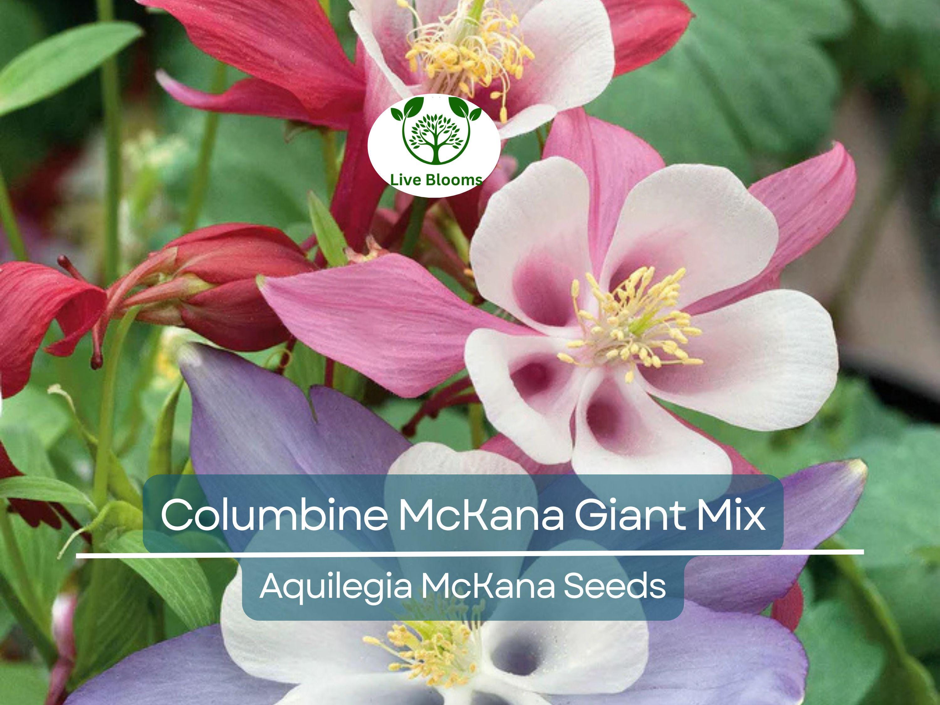 500 Seeds Columbine McKana Giant Mix, Perennial Hummingbird & Butterfly Flowers, Non-GMO Aquilegia, Vibrant Colors, Easy to Grow for Gardens