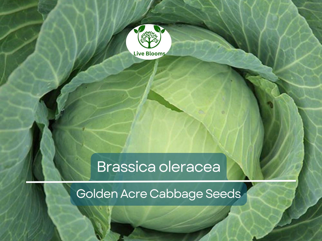 250 Seeds Golden Acre Cabbage - Brassica oleracea | Heirloom Cabbage for Planting, Gardening & Delicious Fresh Harvest