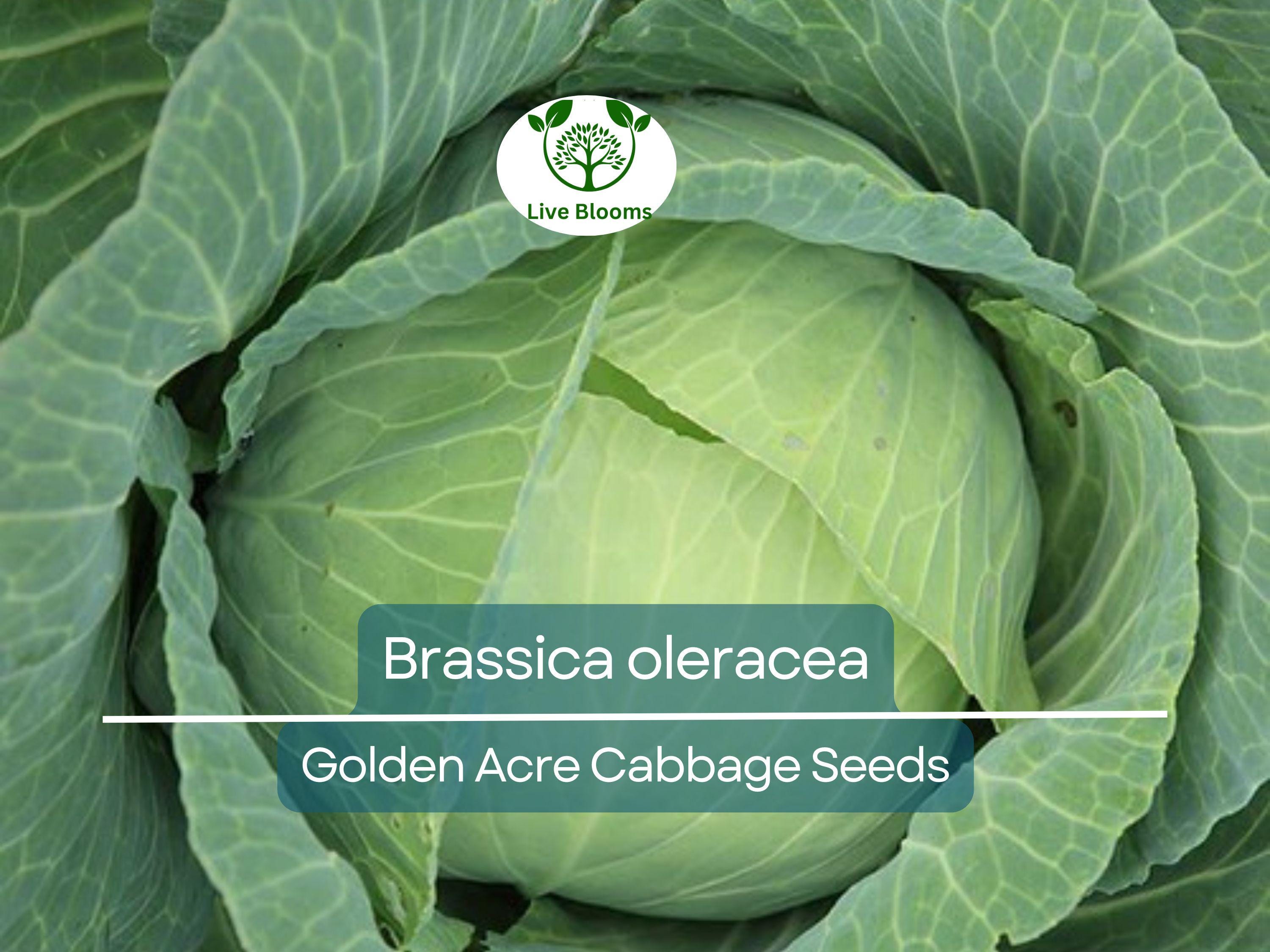 250 Seeds Golden Acre Cabbage - Brassica oleracea | Heirloom Cabbage for Planting, Gardening & Delicious Fresh Harvest