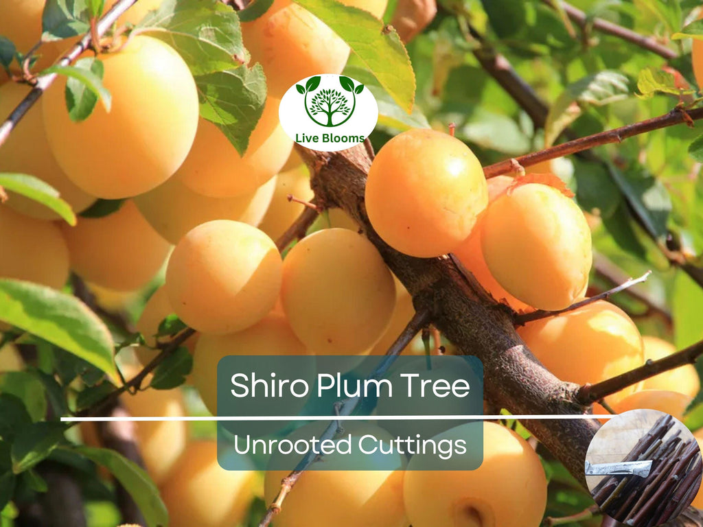 3 Shiro Plum Scions 6-10" Unrooted Cutting for Rooting or Grafting – Prunus salicina, Japanese Plum, Tree Scion, Plum Tree Propagation