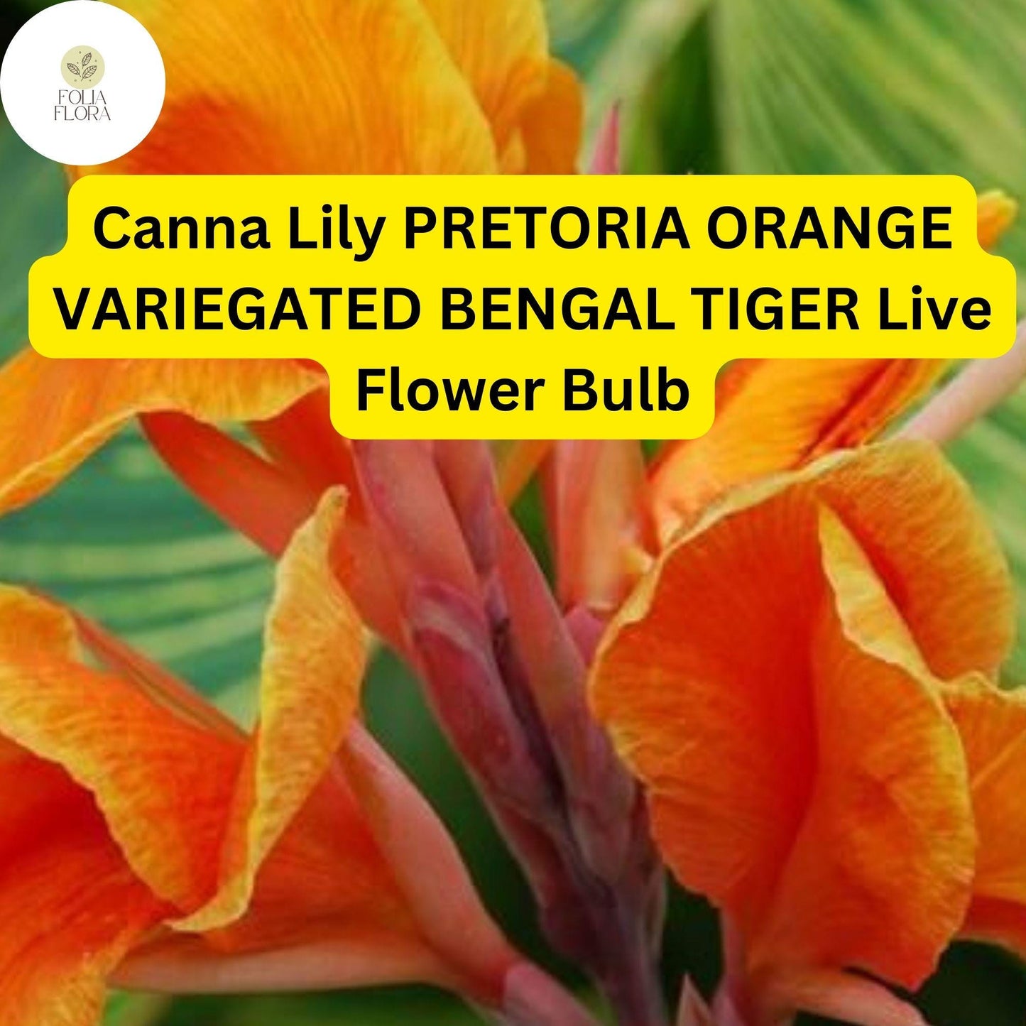Canna Lily Pretoria Bengal Tiger | 1 Live Bulb | Orange Variegated Tropical Flower, Tall, Lush Foliage, Perennial, Pollinator-Friendly