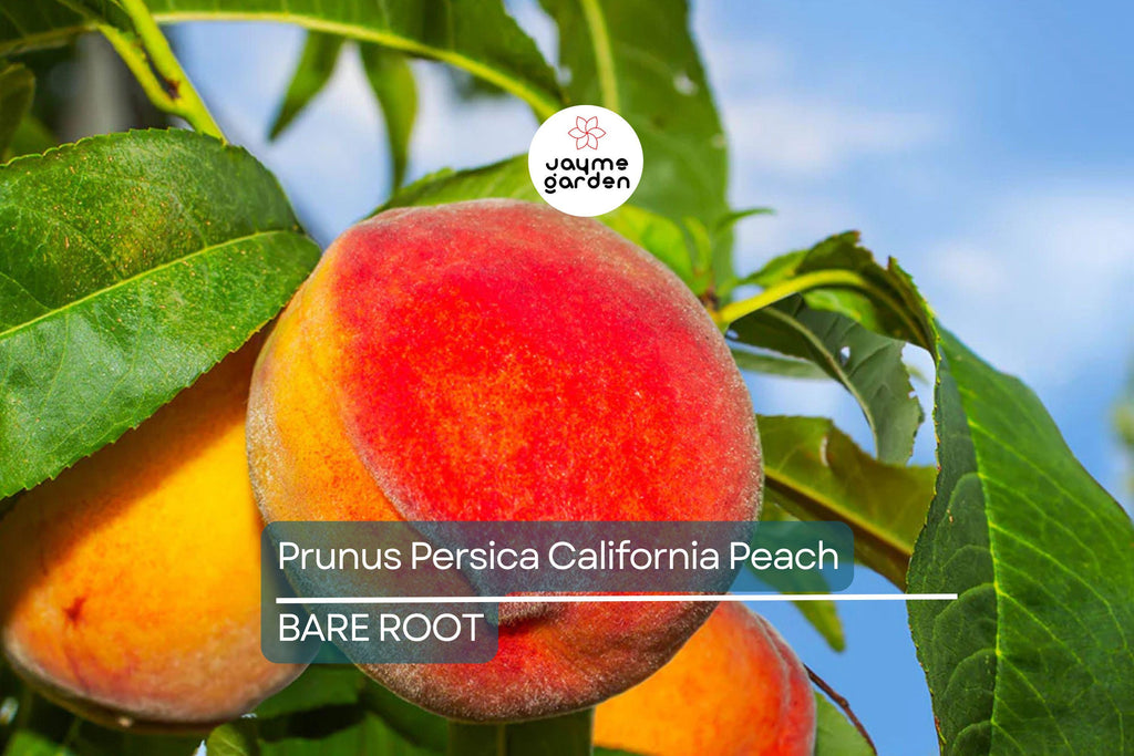 Prunus Persica California Peach Cuttings, 7 Live 6” Plants, Edible Sweet Fruit, Fast-Growing, USDA Zones 5-9, Organic