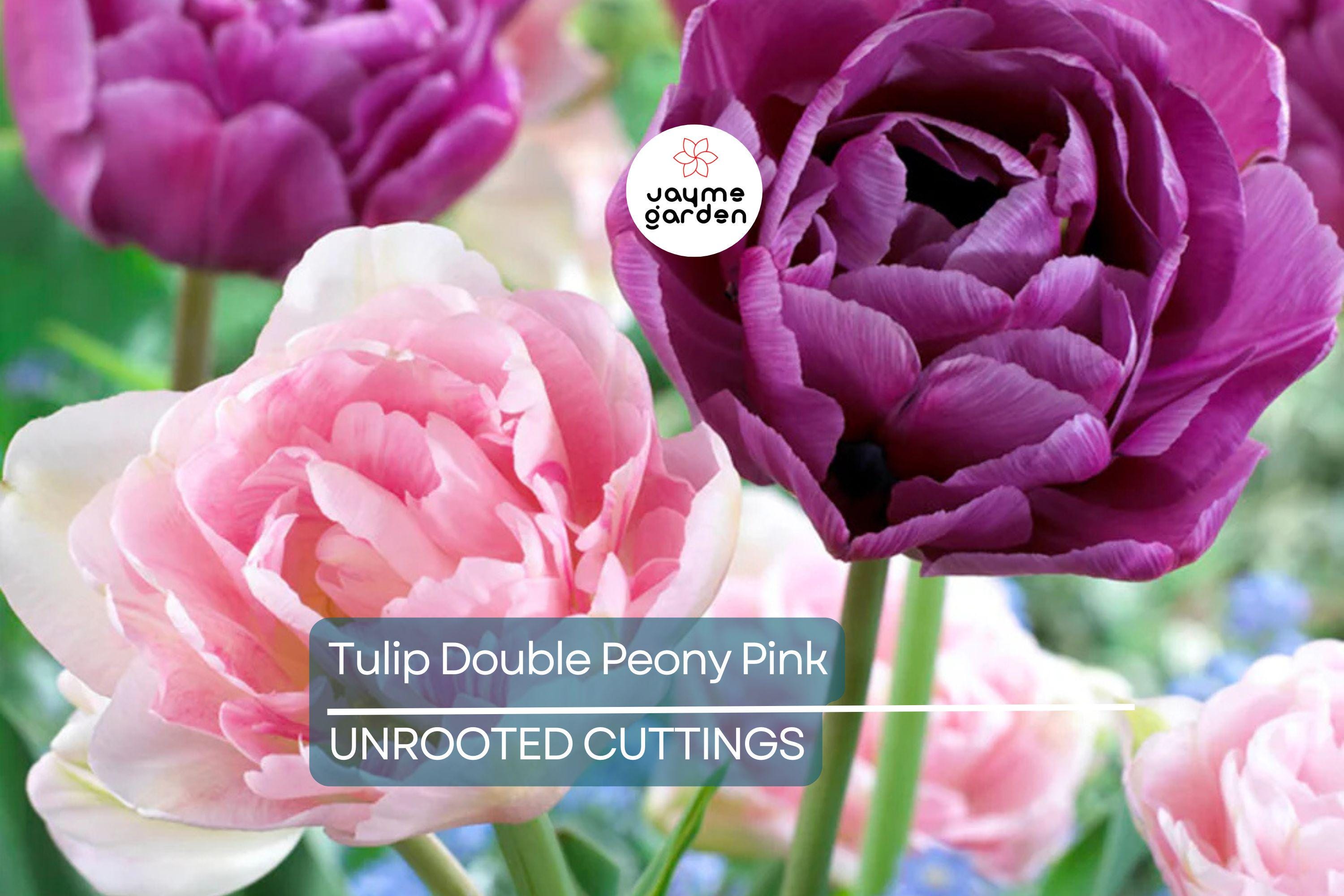 Double Peony Tulip Mix - 6 Pink Angelique & Blue Diamond Bulbs, Peony-Like Blooms, Perfect for Beds and Containers, USDA Zones 3-8
