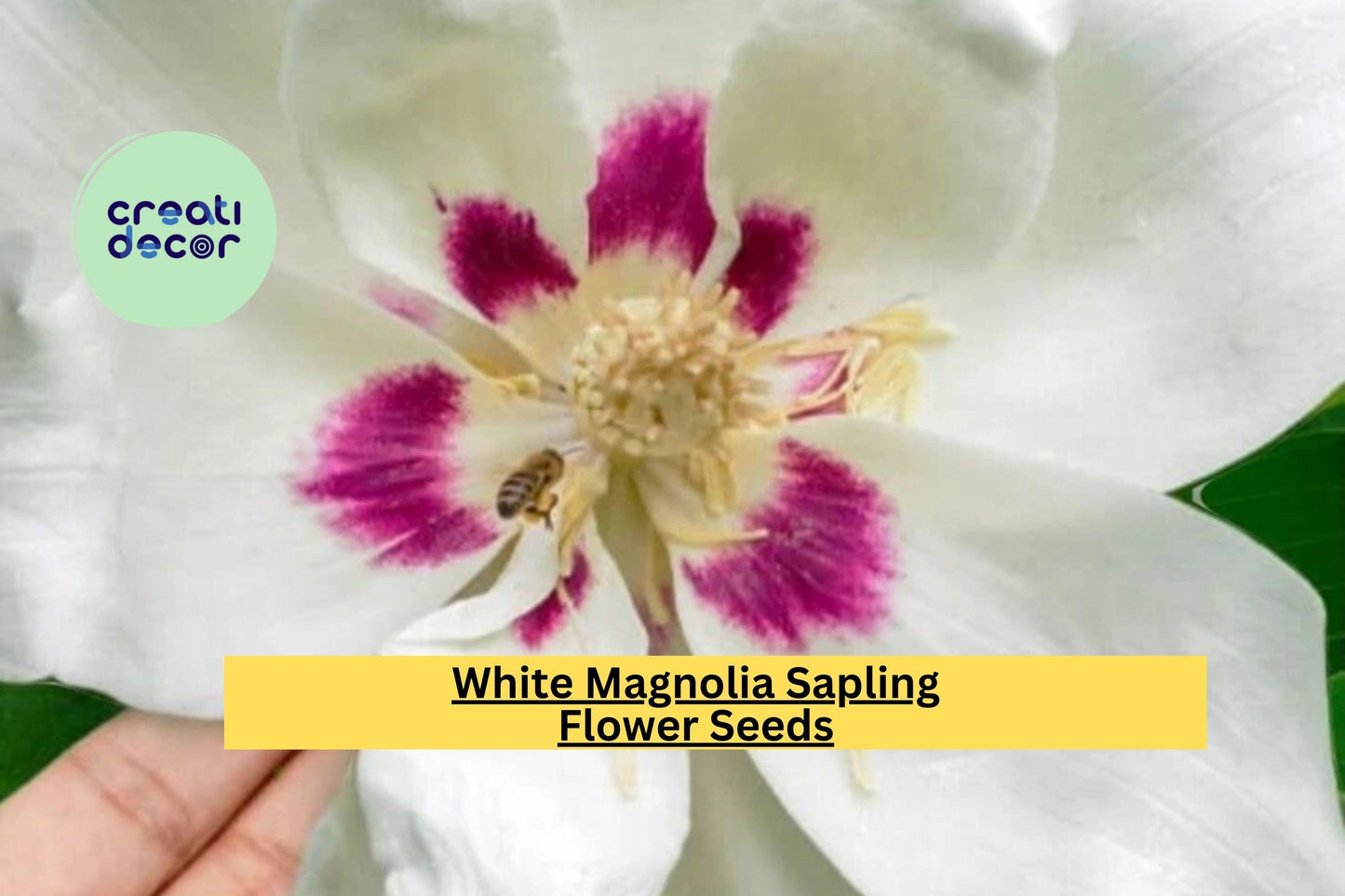 White Magnolia Sapling – Live Bare Root Plant 12+ Inches, Big Leaf Magnolia Tree for Garden or Landscape, Hardy Ornamental Flowering Tree