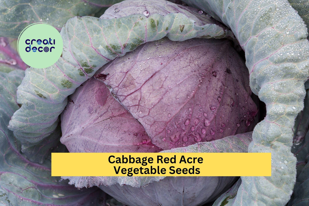 3pcs x 1g Red Acre Cabbage Seeds – Compact Heirloom Red Cabbage for Garden Beds, Raised Rows, or Container Growing Seeds for Planting
