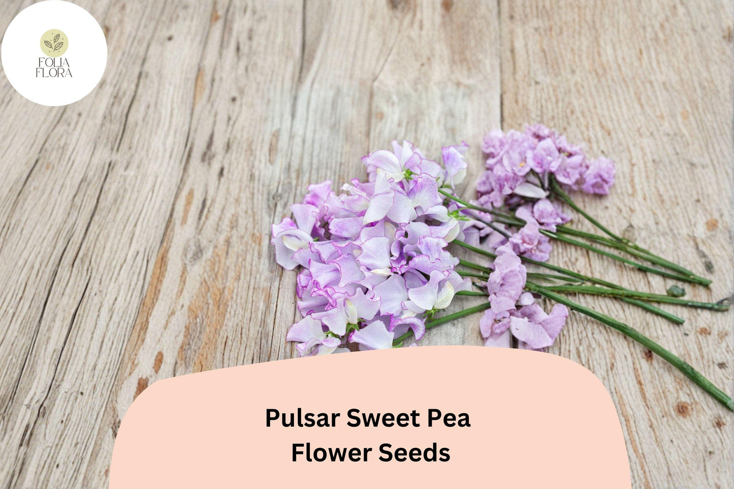 50+ Pulsar Sweet Pea Seeds | Deep Purple & White Bicolor Climbing Flowers for Garden Trellis