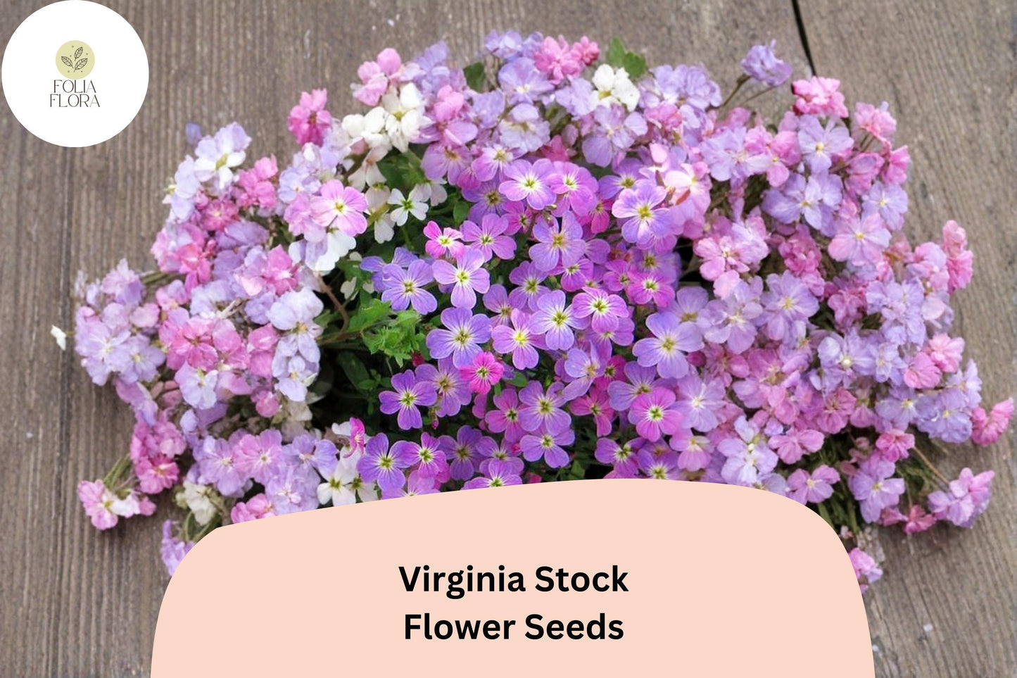 Virginia Stock Seeds – 100 Malcolmia maritima | Easy Grow Annual for Borders, Beds & Cottage Gardens