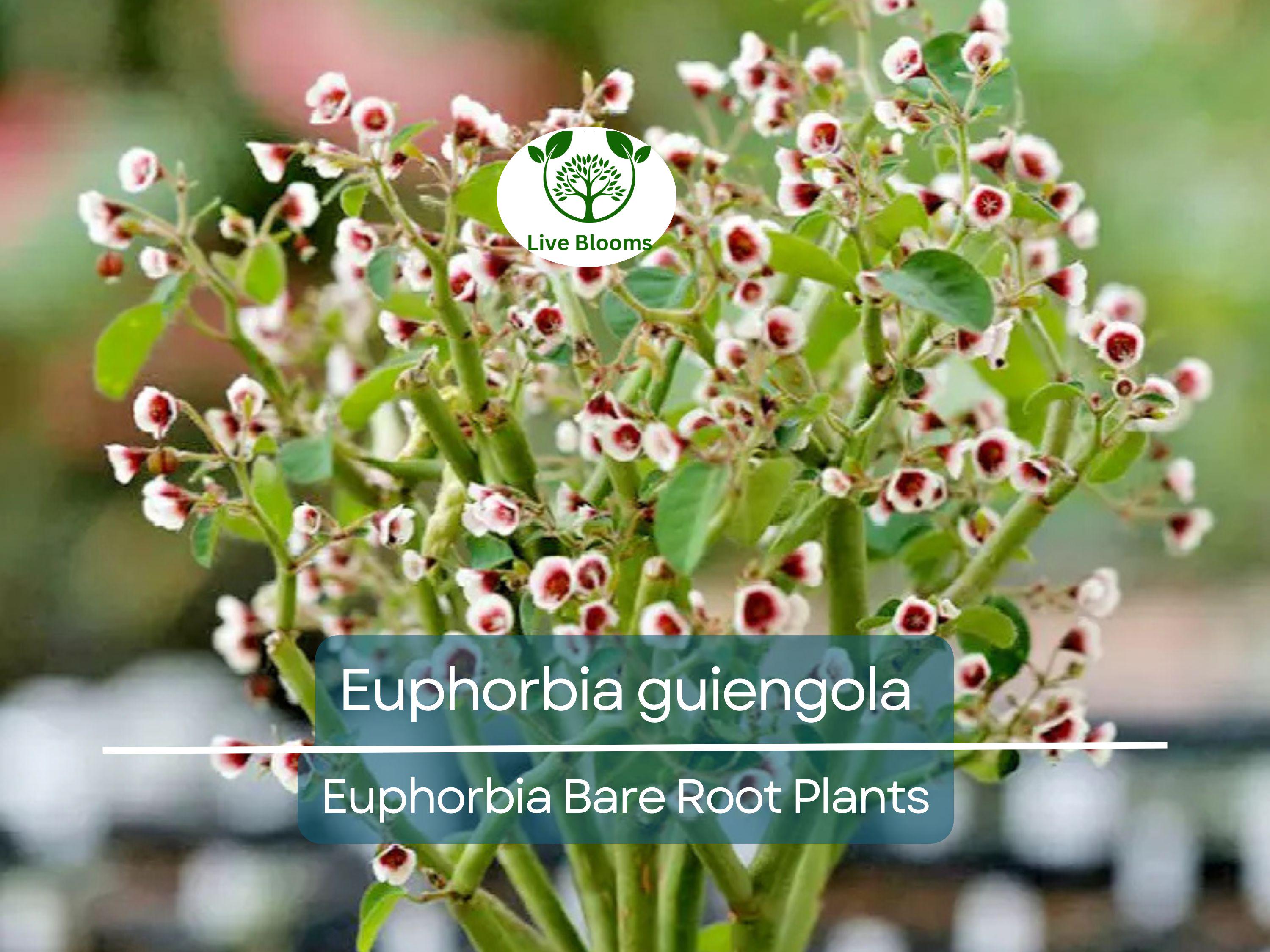 1 Euphorbia guiengola – Bare Root Succulent Caudex Plant – Bonsai or Hanging Form – Rare Live Starter for Collectors