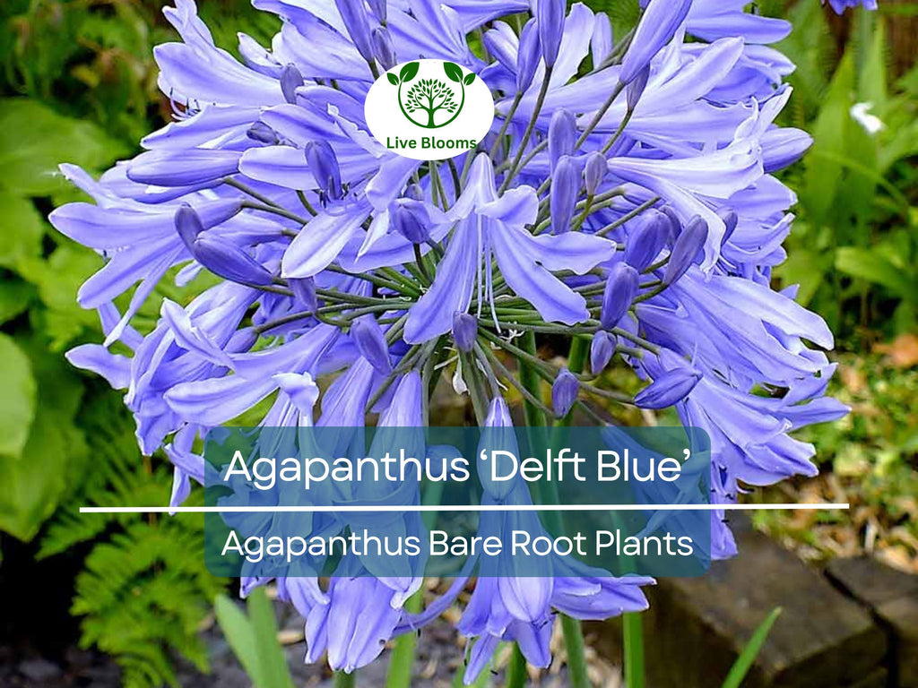 1 Agapanthus ‘Delft Blue’ – Bare Root Plant – Summer-Blooming Lily of the Nile – Showy Blue Flowers – Pollinator-Friendly
