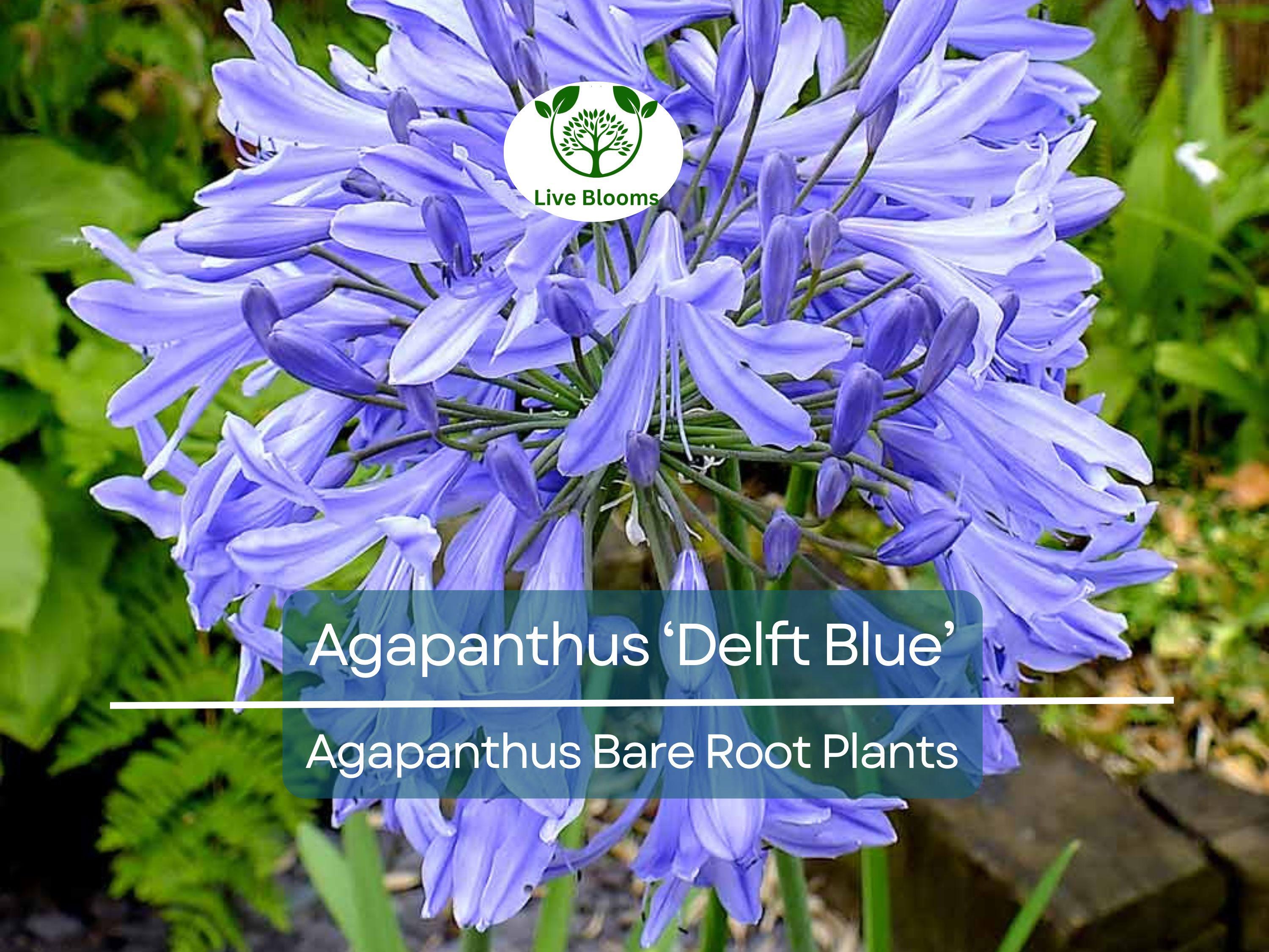 1 Agapanthus ‘Delft Blue’ – Bare Root Plant – Summer-Blooming Lily of the Nile – Showy Blue Flowers – Pollinator-Friendly