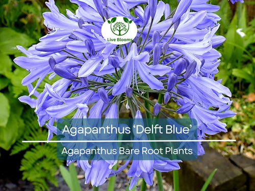 1 Agapanthus ‘Delft Blue’ – Bare Root Plant – Summer-Blooming Lily of the Nile – Showy Blue Flowers – Pollinator-Friendly