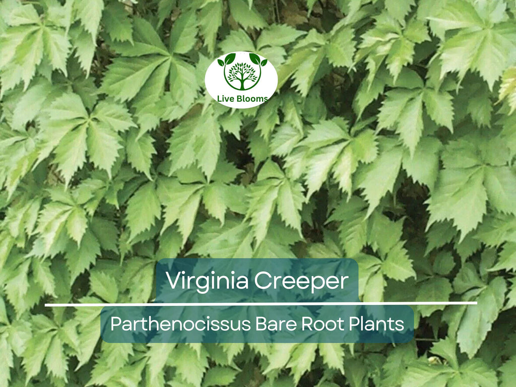 5 Virginia Creeper Vines – Bare Root Plants – Parthenocissus quinquefolia – Fast-Growing Native Perennial Climber