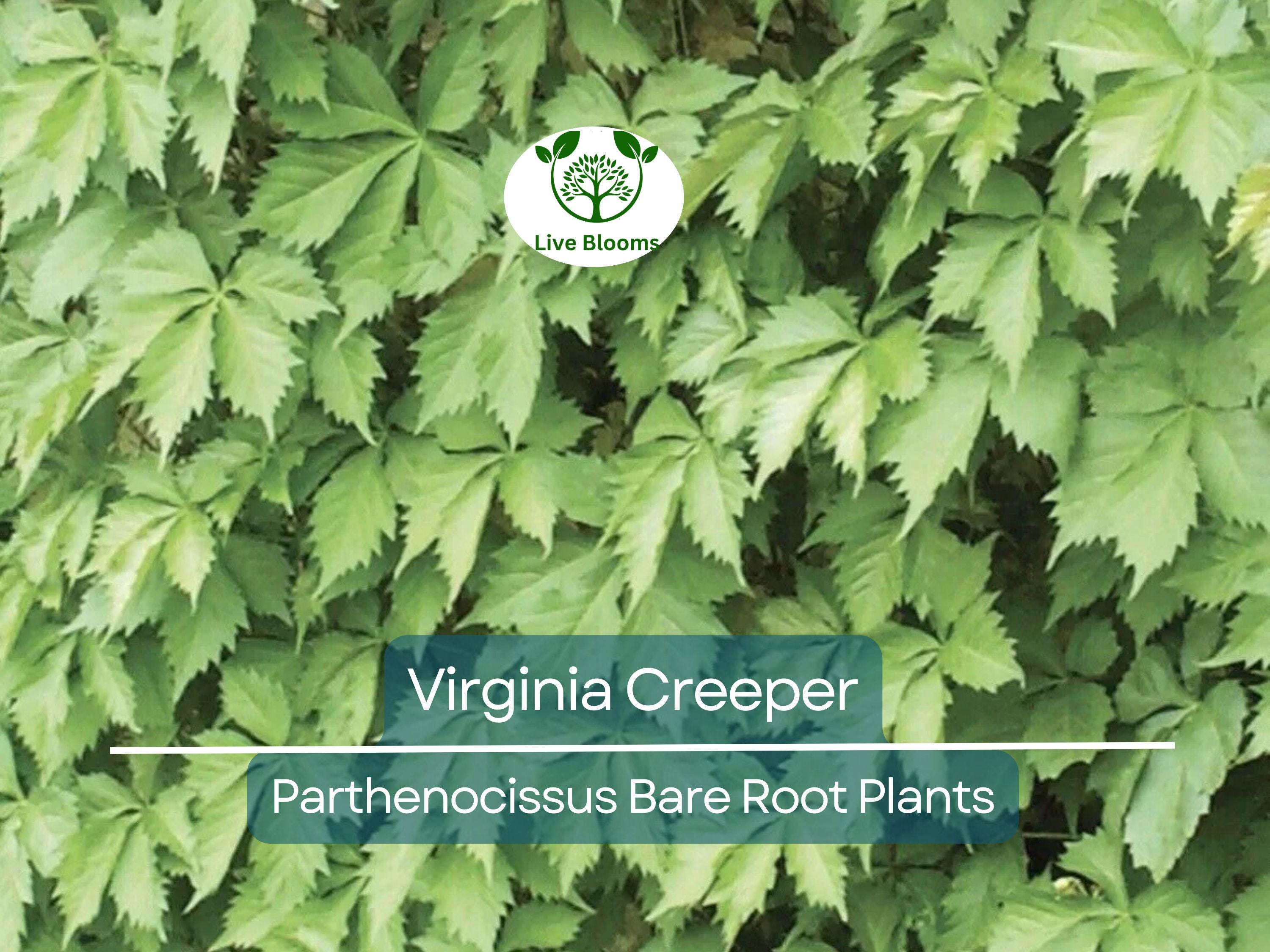 5 Virginia Creeper Vines – Bare Root Plants – Parthenocissus quinquefolia – Fast-Growing Native Perennial Climber