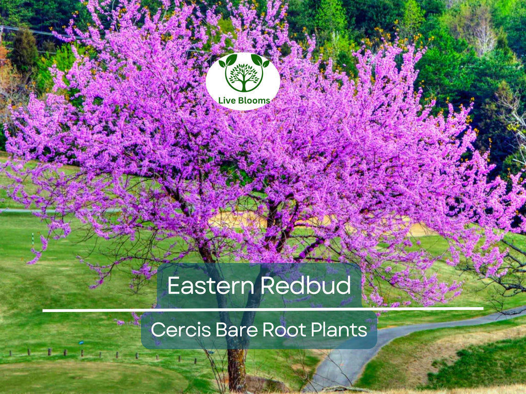 3 Eastern Redbud Trees - Cercis canadensis - 14–18" Live Bare Root Trees - Ornamental, Native, Pink Blooms, Cold Hardy, Easy to Grow