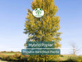 1 Hybrid Poplar Tree – Cottonless Fast-Growing Shade Tree – Live Bare Root Plant – Tall Privacy & Windbreak Tree (Populus spp.)