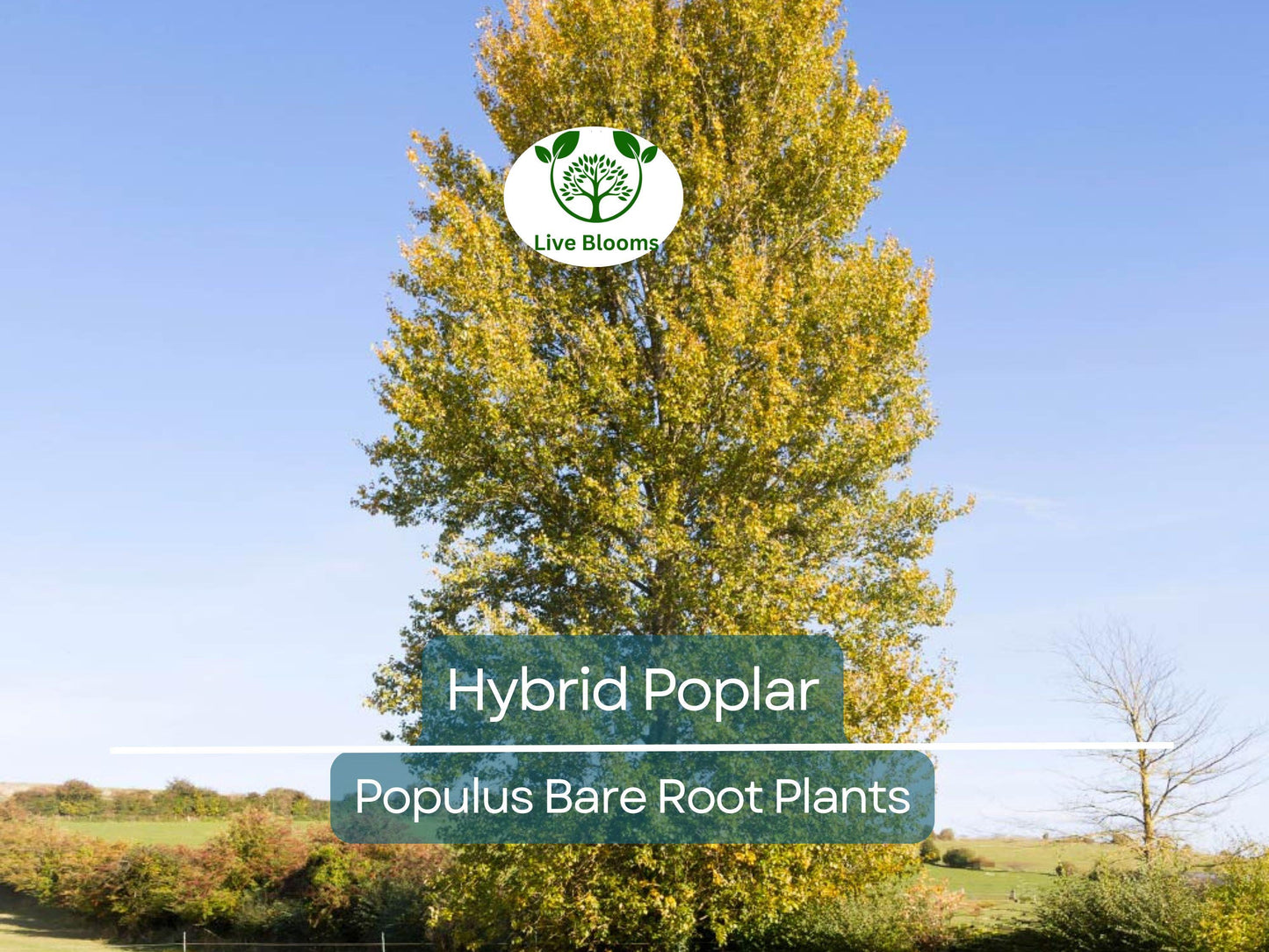 1 Hybrid Poplar Tree – Cottonless Fast-Growing Shade Tree – Live Bare Root Plant – Tall Privacy & Windbreak Tree (Populus spp.)