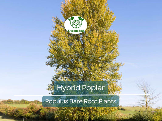 1 Hybrid Poplar Tree – Cottonless Fast-Growing Shade Tree – Live Bare Root Plant – Tall Privacy & Windbreak Tree (Populus spp.)