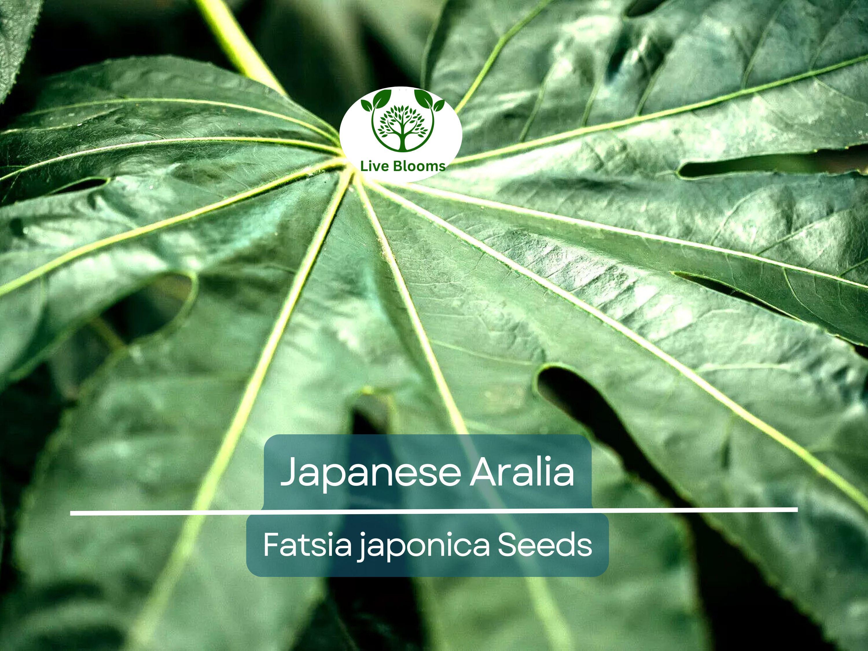 20 Japanese Aralia Seeds | Fatsia japonica, Indoor Potted or Border Plant, Evergreen Shrub, Non-GMO, Low-Light Houseplant for Home & Garden