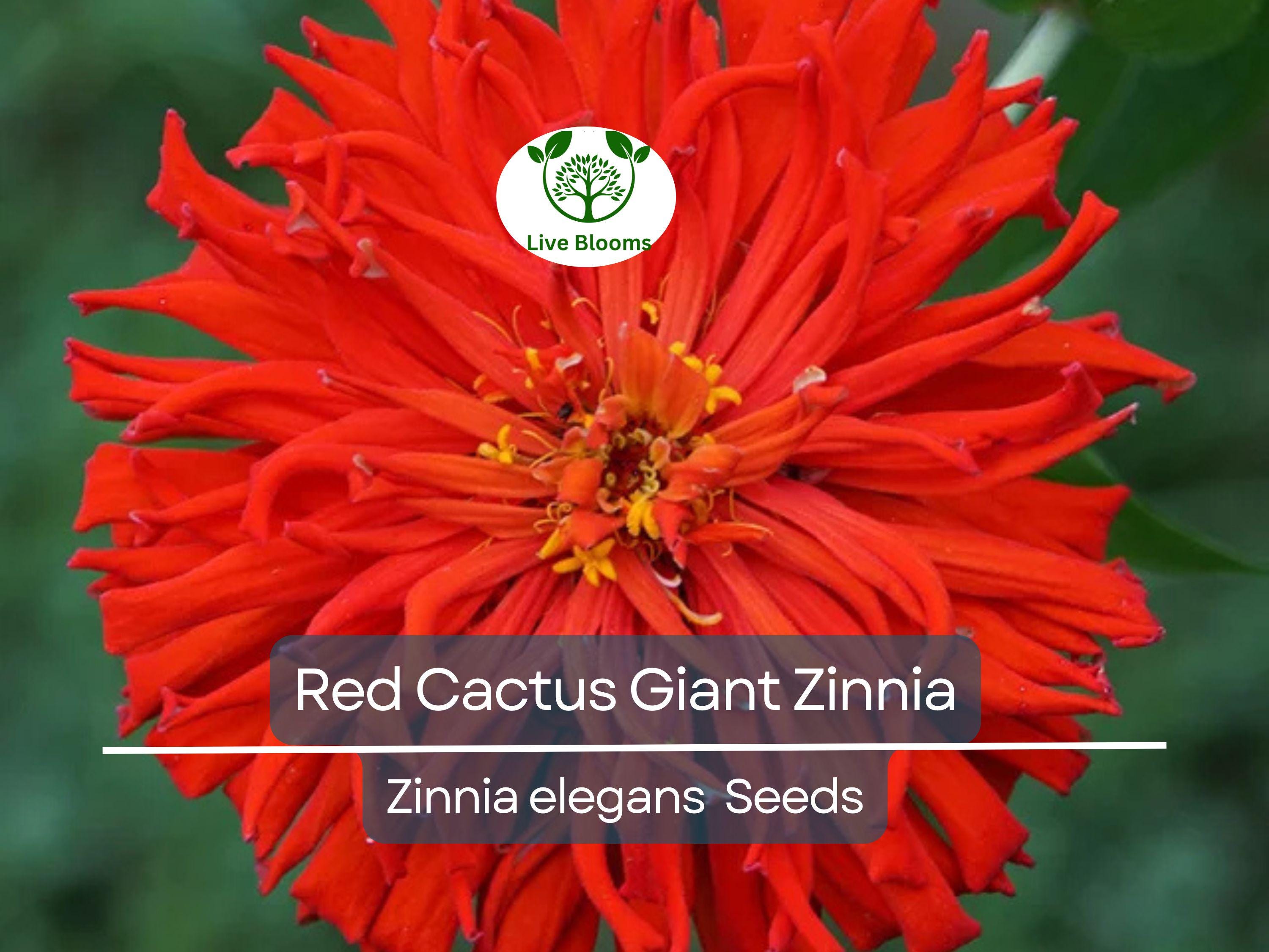 100 Seeds Zinnia Elegans Red Cactus Giant, Huge 4-5" Blooms, Cut Flowers, Non-GMO, Vibrant Garden Blooms