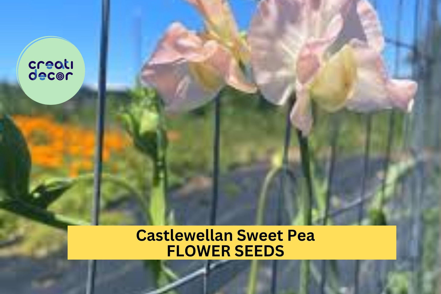 Castlewellan Sweet Pea Seeds – 50+ Bold Magenta Blooms – Climbing Vine for Trellises, Cottage Gardens, Bouquets & Borders – USA