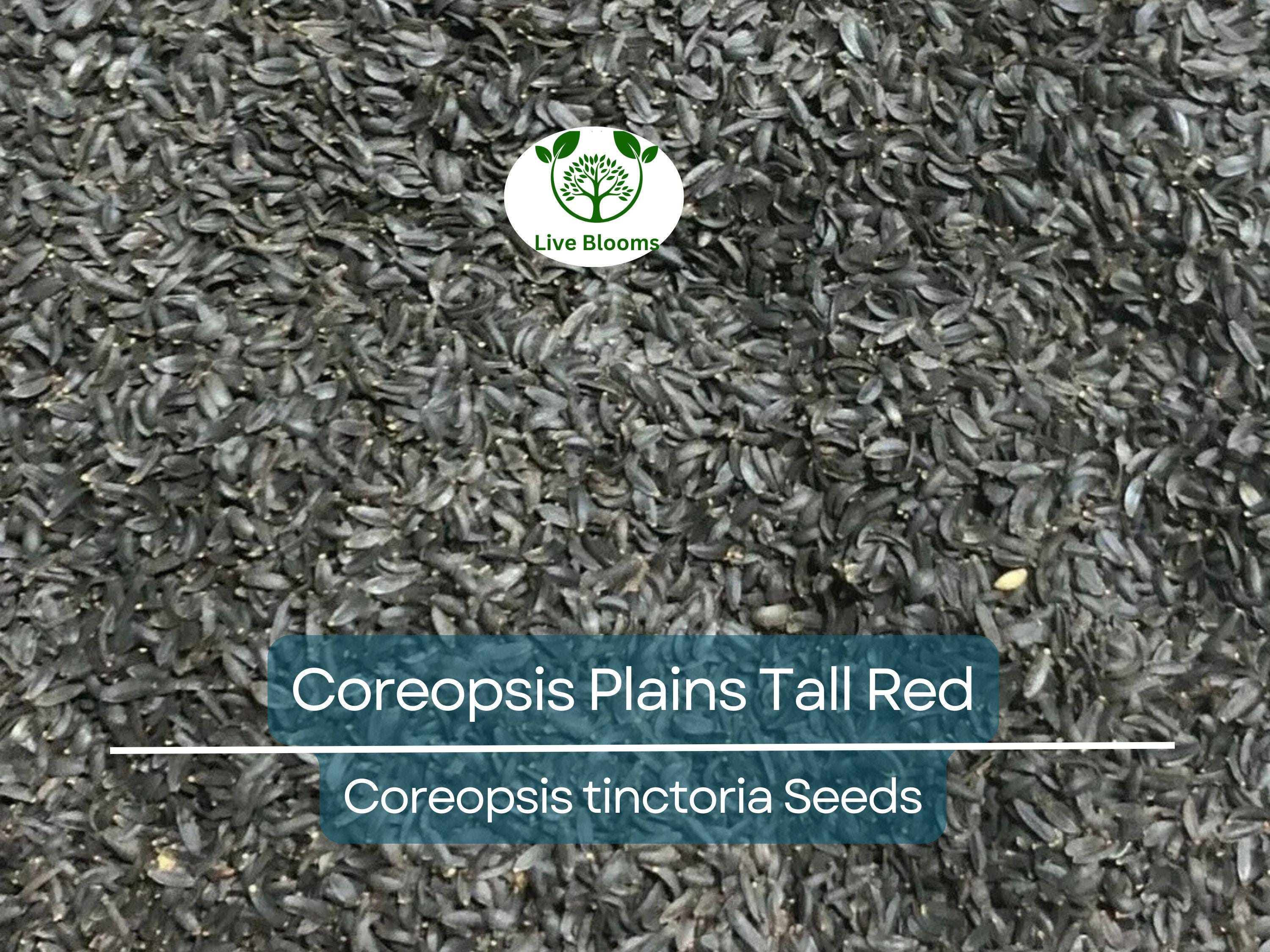 500 Seeds Coreopsis ‘Plains Tall Red’ – Coreopsis tinctoria – Non-GMO Heirloom Wildflower – Pollinator Favorite, Easy to Grow