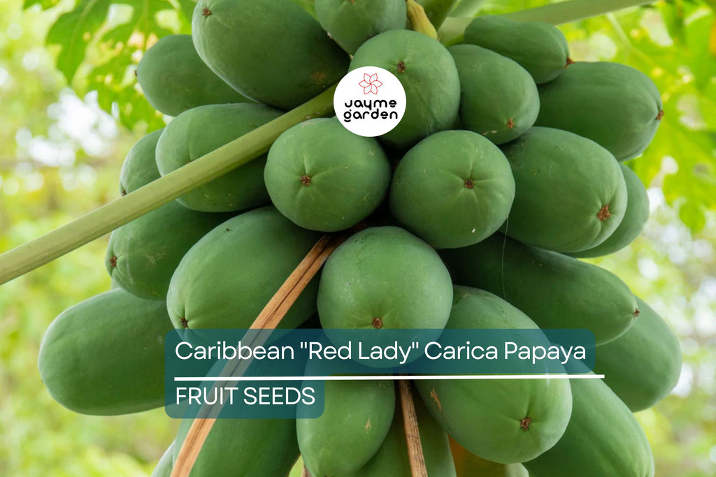 20 Caribbean Red Lady Papaya Seeds - Large Melons - Tropical Fruit Tree - Non-GMO Indoor Plant
