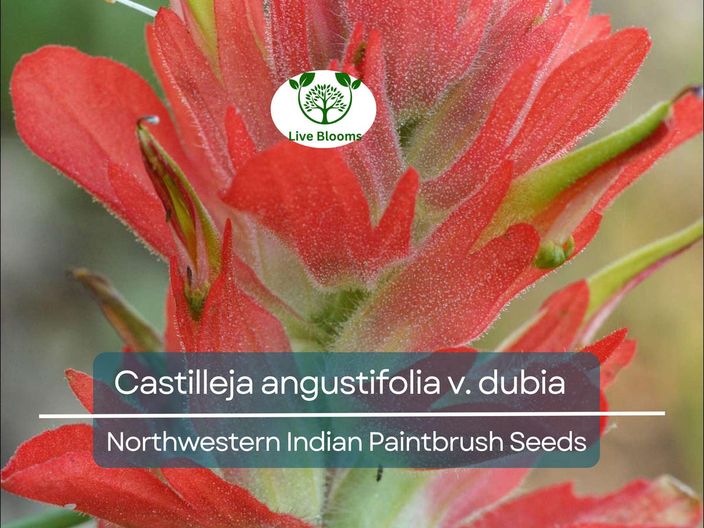 300 Seeds Castilleja angustifolia v. dubia Northwestern Indian Paintbrush – Wildflower for Planting, Red Blooms, Native to North America