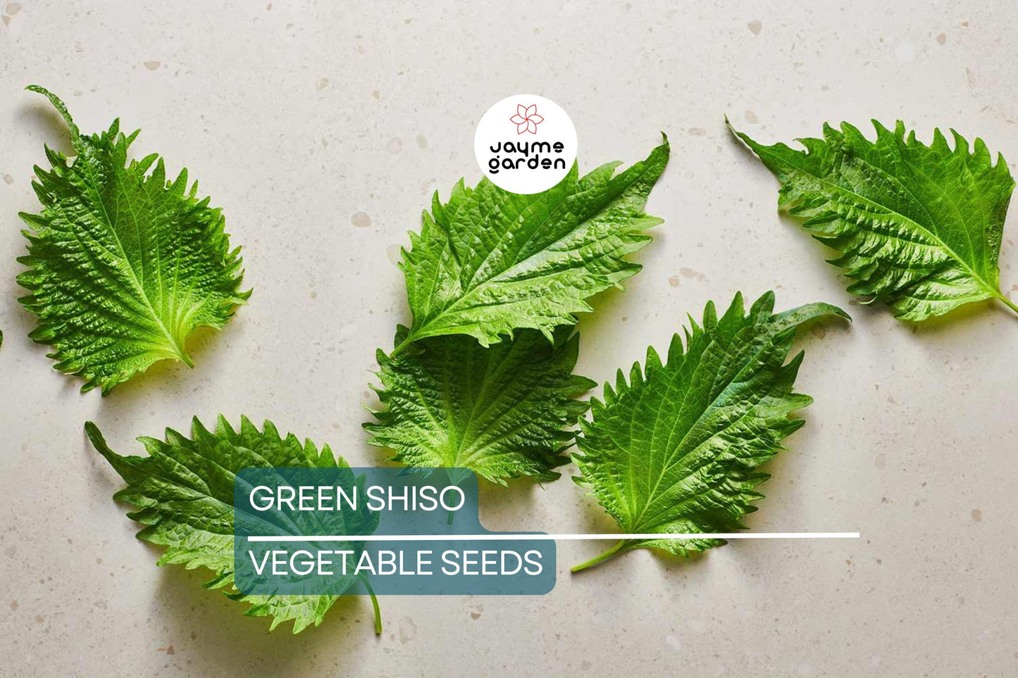 500 Green Shiso Seeds Non-GMO – Perilla Frutescens, Culinary Herb, Flavorful Leaves, Edible Flowers, USA Seller!