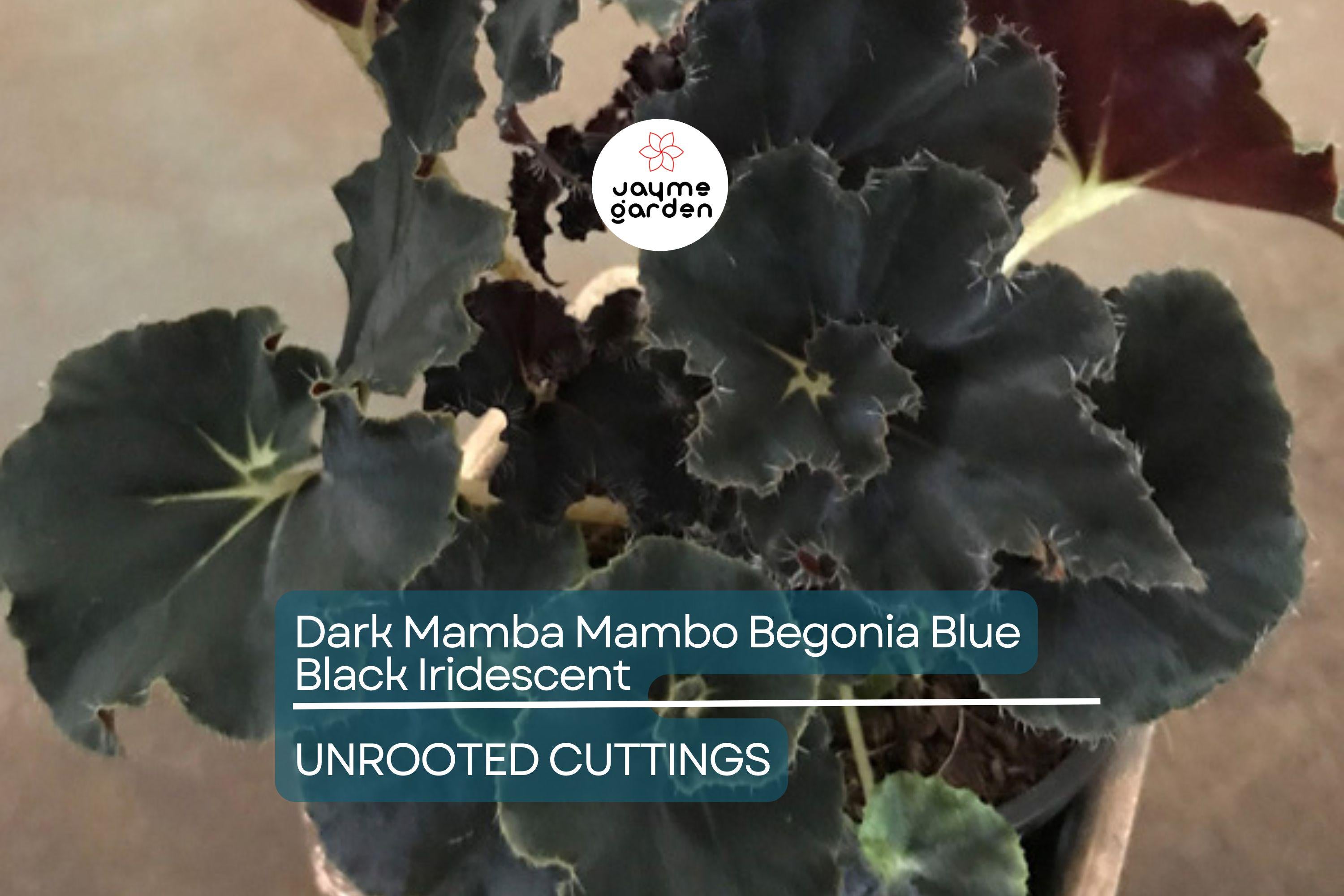4" Black Mamba Mambo Begonia | Iridescent Blue Back Glow | Rare Live Plant | Grower’s Choice | Exotic Foliage |