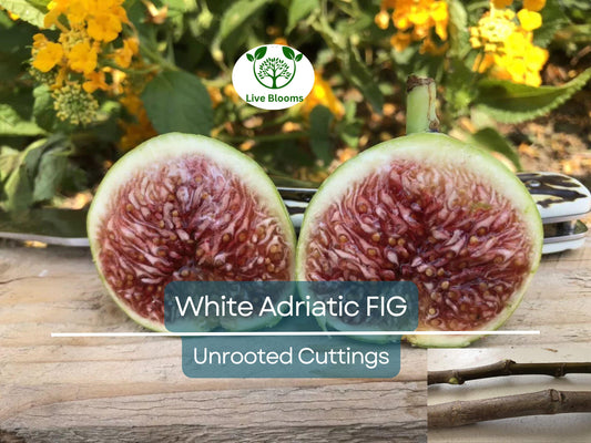 3 White Adriatic Fig Tree Unrooted Cuttings | Ficus carica | Rare, Sweet White Fruit, Easy to Grow, for Propagation, Indoor/Outdoor Tree