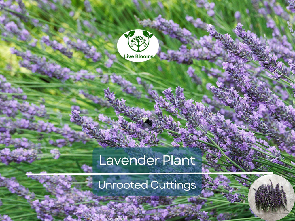 15 Organic Live California Lavender 6"  Unrooted Cuttings (Lavandula angustifolia), Fragrant Garden Plant, Ideal for Growing & Propagation