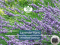 15 Organic Live California Lavender 6"  Unrooted Cuttings (Lavandula angustifolia), Fragrant Garden Plant, Ideal for Growing & Propagation