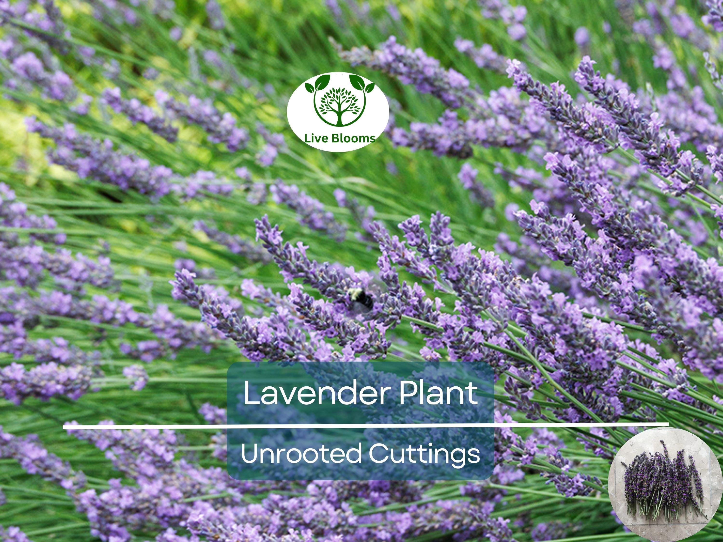 15 Organic Live California Lavender 6"  Unrooted Cuttings (Lavandula angustifolia), Fragrant Garden Plant, Ideal for Growing & Propagation