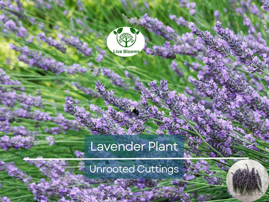 15 Organic Live California Lavender 6"  Unrooted Cuttings (Lavandula angustifolia), Fragrant Garden Plant, Ideal for Growing & Propagation