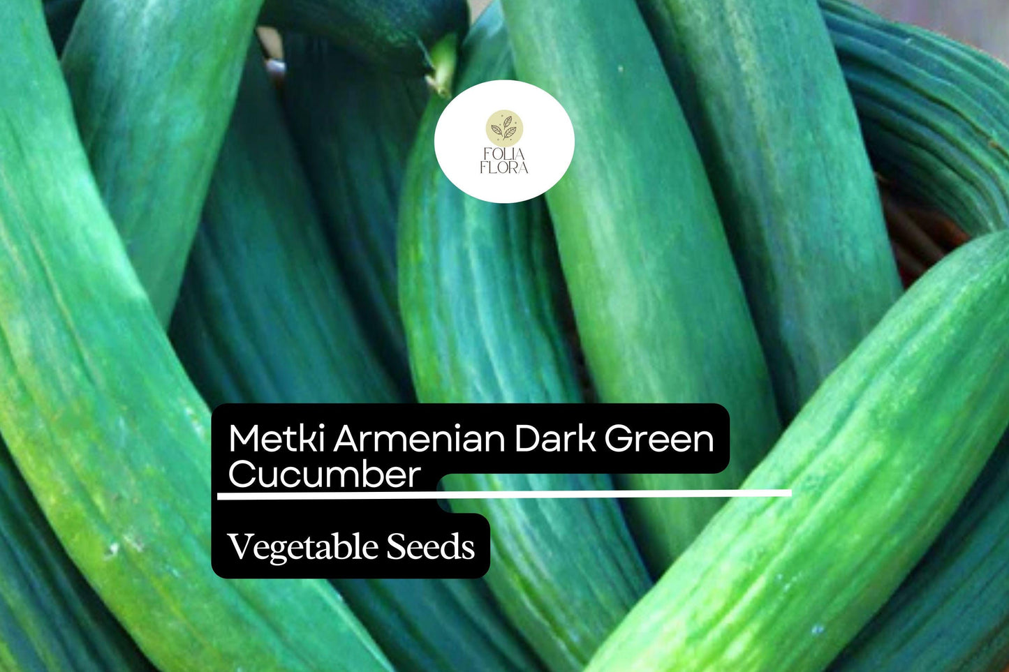 30 Seeds Metki Armenian Dark Green Cucumber (Cucumis melo) – Sweet, Crisp, and Versatile Heirloom Variety