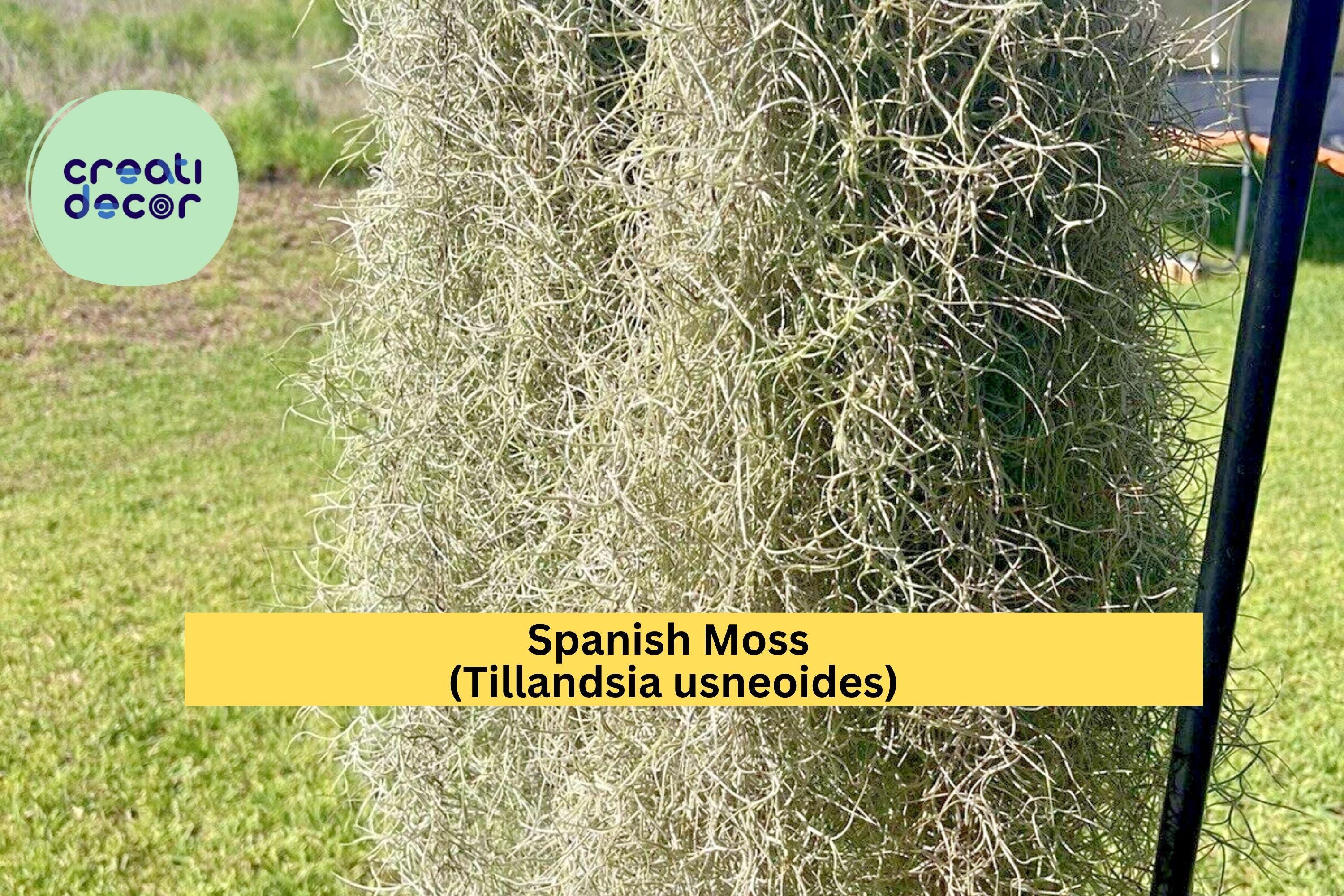 Spanish Moss Air Plant – Freshly Collected Tillandsia usneoides, Natural Gray-Green Hanging Epiphyte, Live Decorative Plant for Terrariums