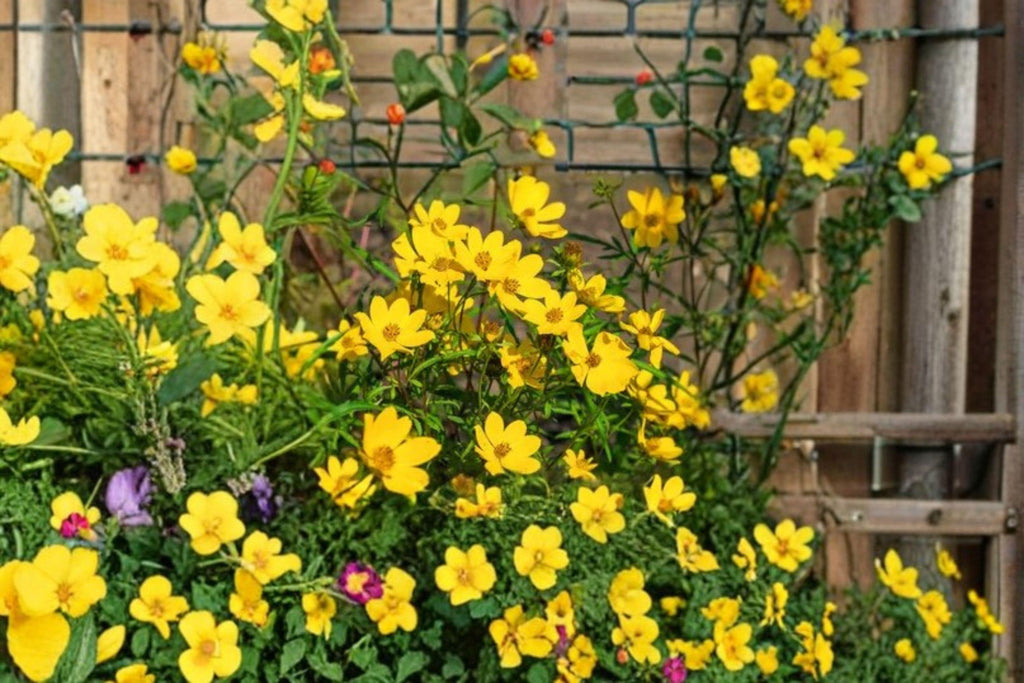Swamp Marigold – Bidens aristosa Seeds | 30 Seeds | Native Yellow Wildflower | Moist Soil Pollinator Plant