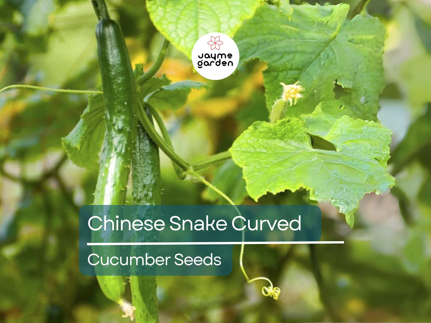 10 Seeds Chinese Snake Cucumber | Curved Heirloom Cucumber Seeds for Planting | Crisp & Refreshing | Heat Tolerant | Unique Long Shape