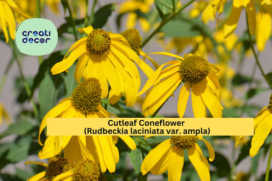 Cutleaf Coneflower Seeds (Rudbeckia laciniata ampla) – 50 Native Perennial Seeds | Yellow Wildflower | Pollinator Friendly | Tall Blooms