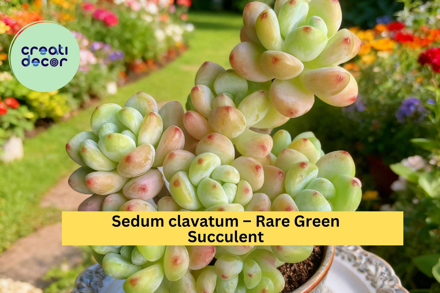 Sedum clavatum – Rare Green Succulent Plant, 3.5" Live Imported Starter, Rosette Form, Easy Indoor or Outdoor Grow