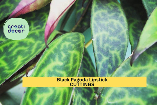 2 Black Pagoda Lipstick Plant Cuttings | Aeschynanthus Longicaulis | Unrooted Houseplant Starter | Exotic Foliage Vine