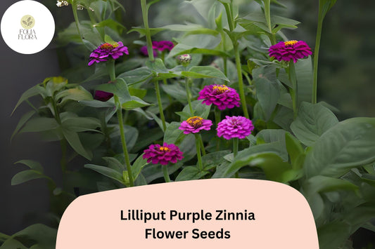 100+ Lilliput Purple Zinnia Seeds – Small Pompon Blooms for Borders, Edges & Summer Gardens