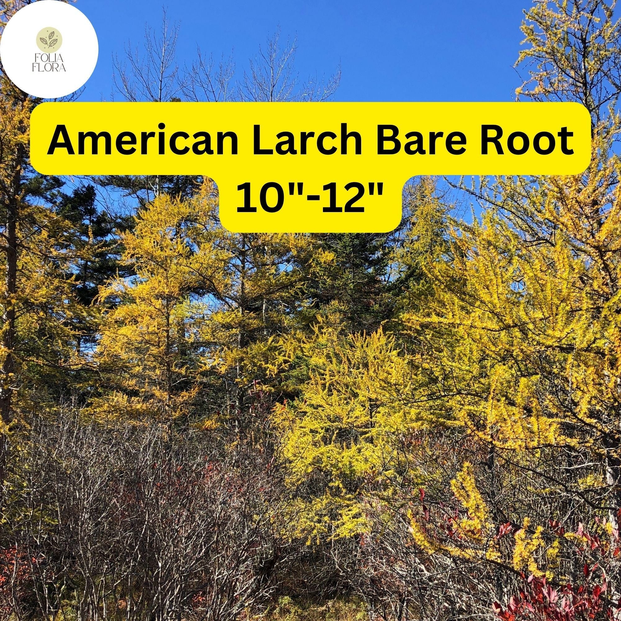 1 American Larch Tree, Live Bare Root Plant, Larix laricina, Hardy Deciduous Conifer for Landscaping