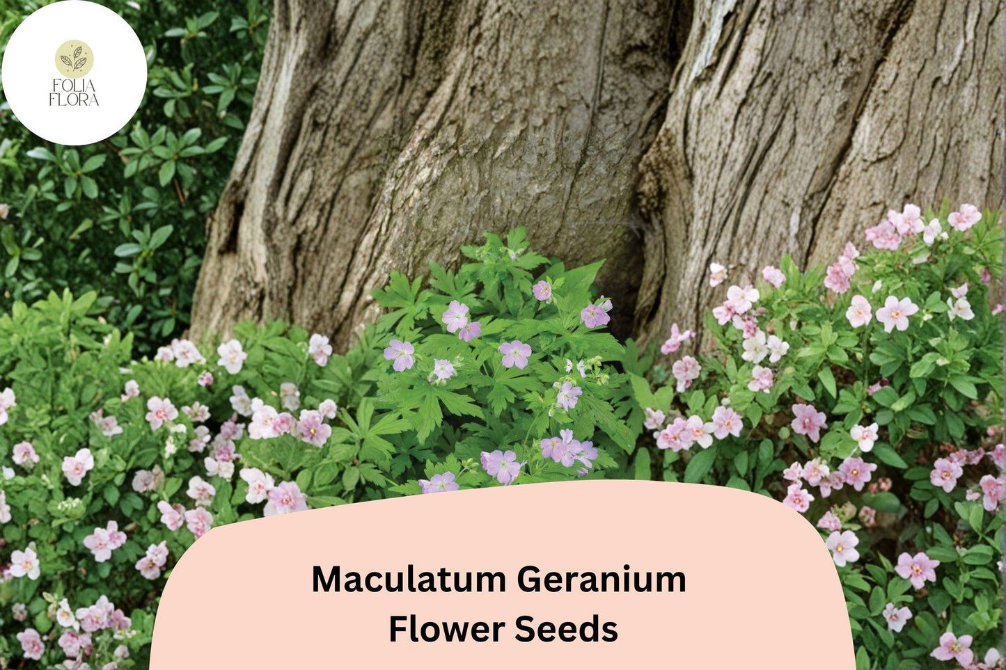 25+ Maculatum Geranium Seeds for Garden Planting – Purple Flowers, Hardy Perennial