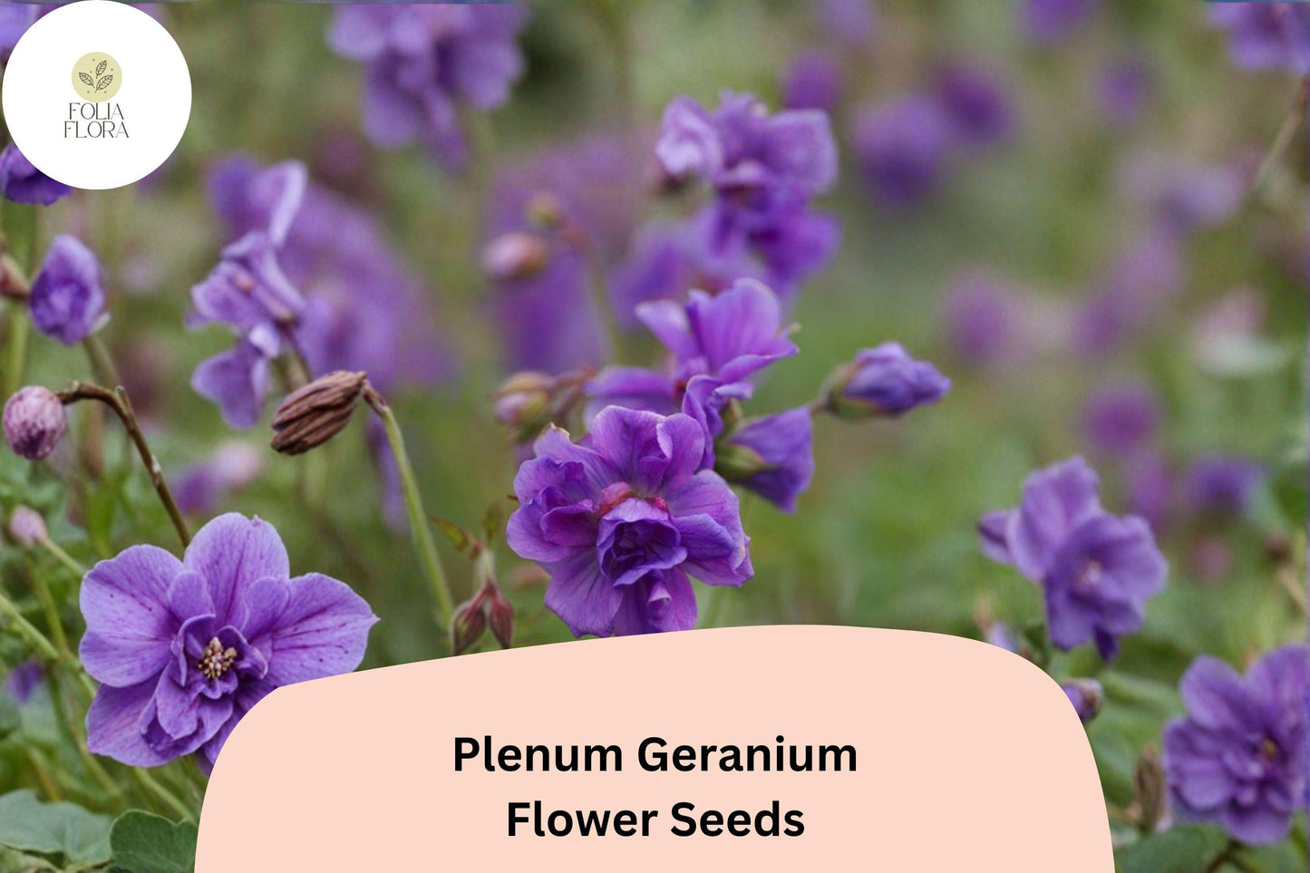 25+ Plenum Geranium Seeds | Hardy Perennial | Double Purple Blooms for Cottage Gardens & Borders