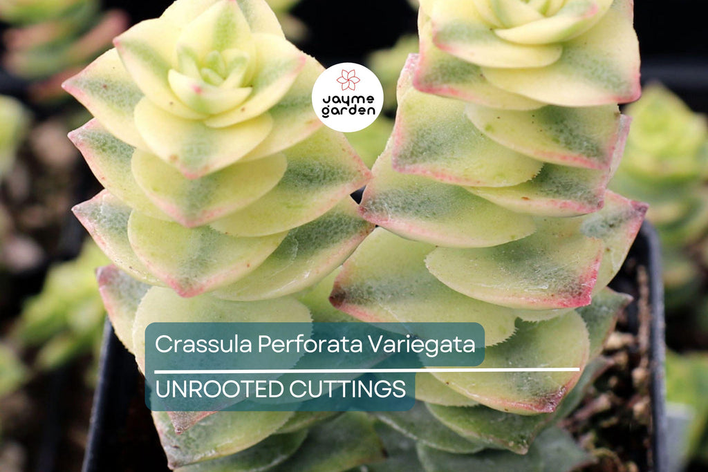 Crassula Perforata Variegata Starter Plant - 2 Fresh Cuttings (3-4") | Trailing Succulent with Variegated Leaves & Red Margins